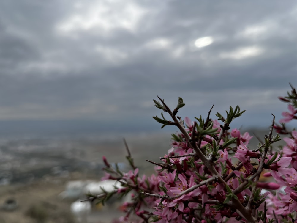 a bush with purple flowers in front of a cloudy sky