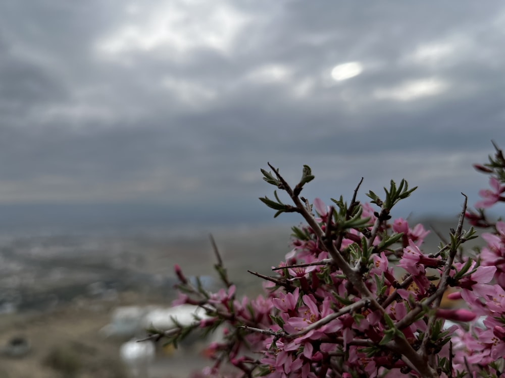 曇り空の前に紫色の花を咲かせる茂み