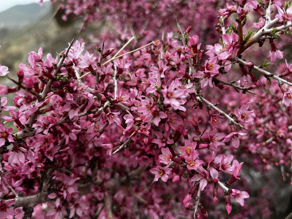 a close up of a tree with pink flowers