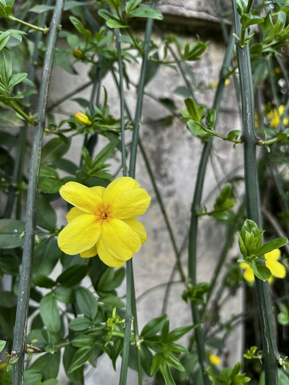 a yellow flower is blooming in a garden