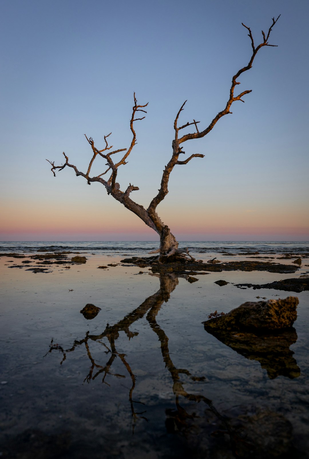 The silhouette of an old mangrove tree as the sun sets over West Summerland Key, Florida