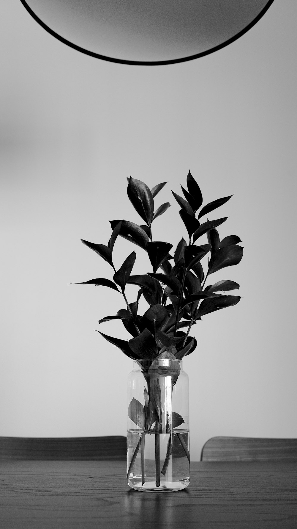 a black and white photo of a plant in a vase