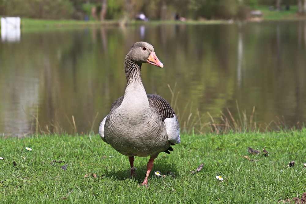 a duck standing in the grass next to a body of water