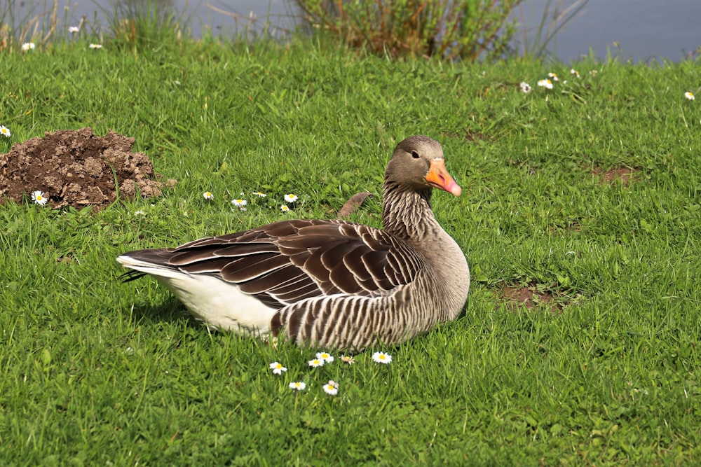 a duck sitting in the grass next to a body of water