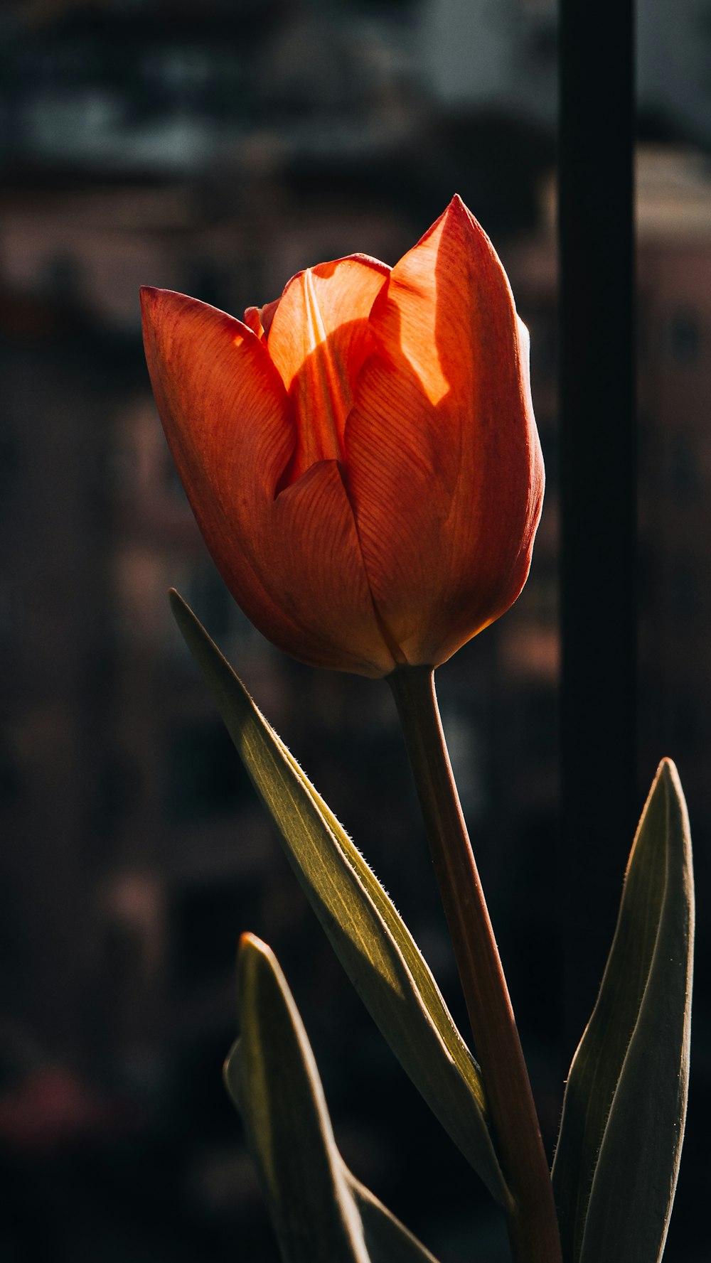 a close up of a flower with a city in the background