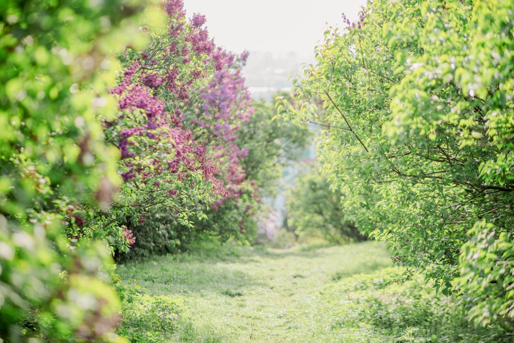 a dirt road surrounded by lush green trees