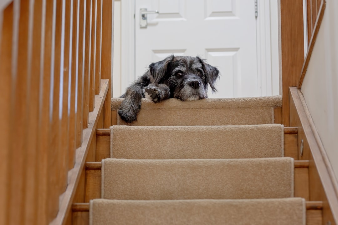 A black and white dog lying down at the top of the stairs.