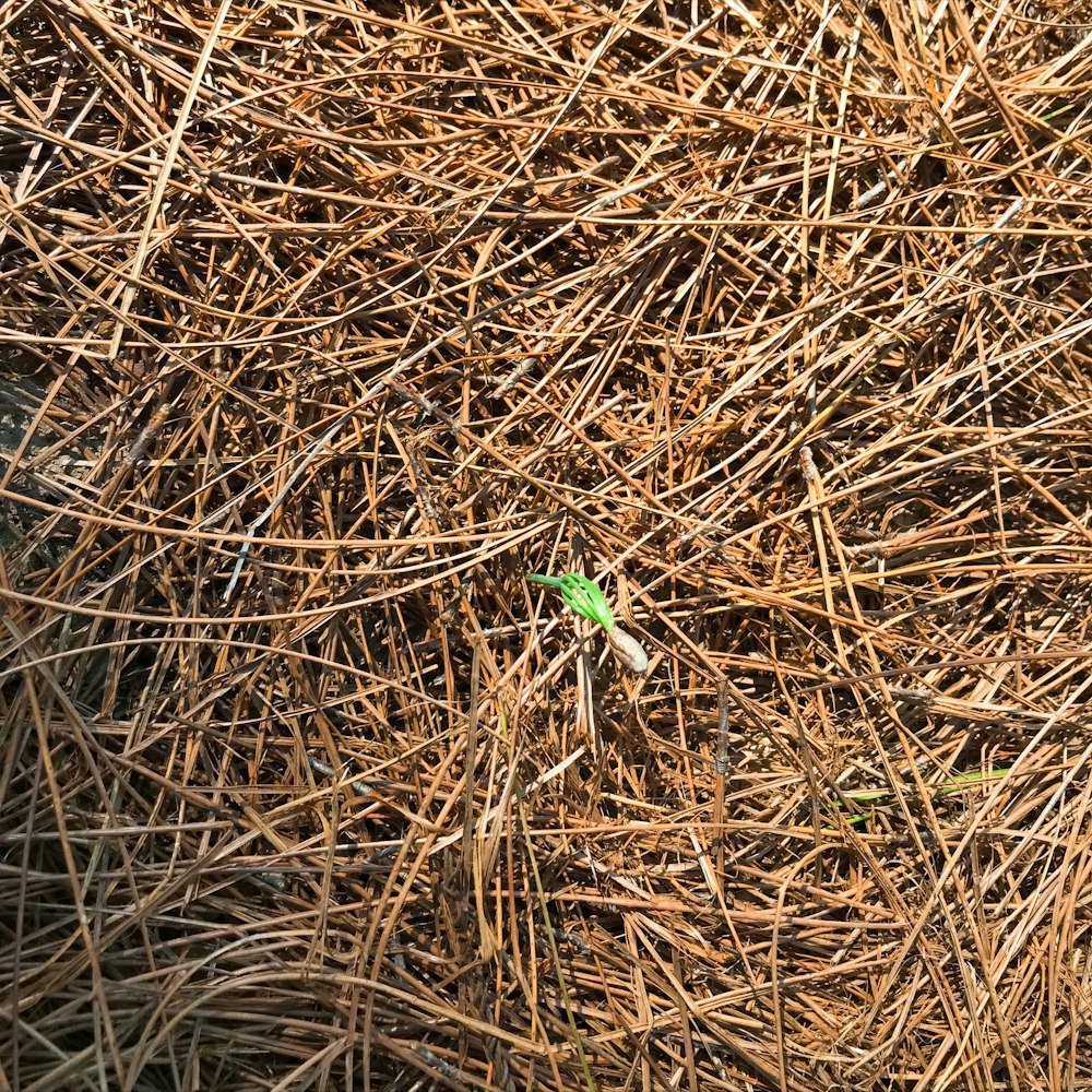 a small green bug sitting on top of a pile of dry grass