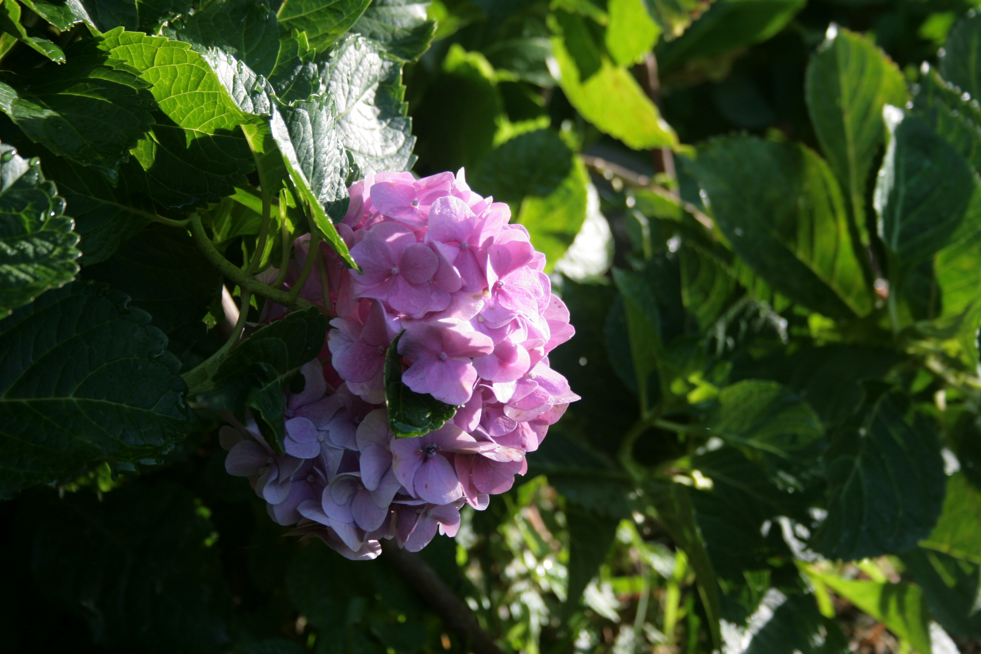 a close up of a pink flower on a tree