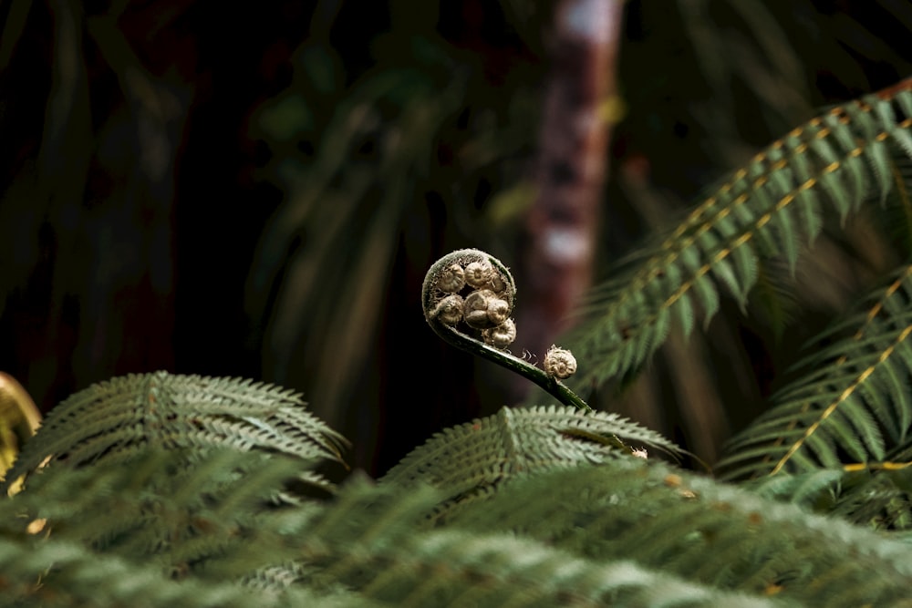 a close up of a plant with leaves in the background