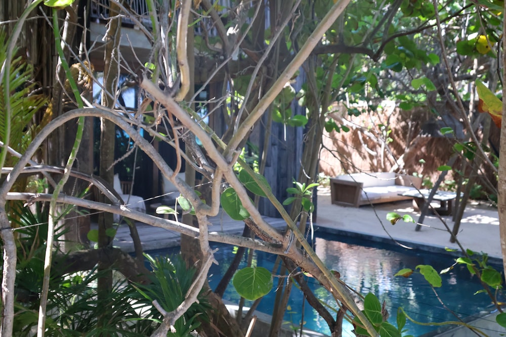 a pool surrounded by trees and plants next to a house