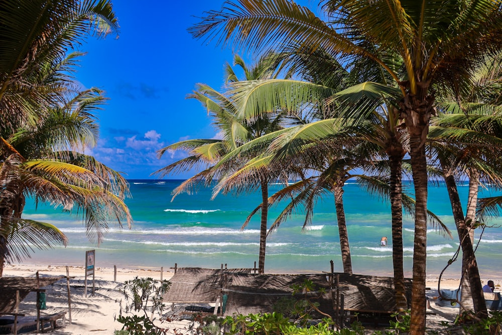 a beach with palm trees and a blue ocean