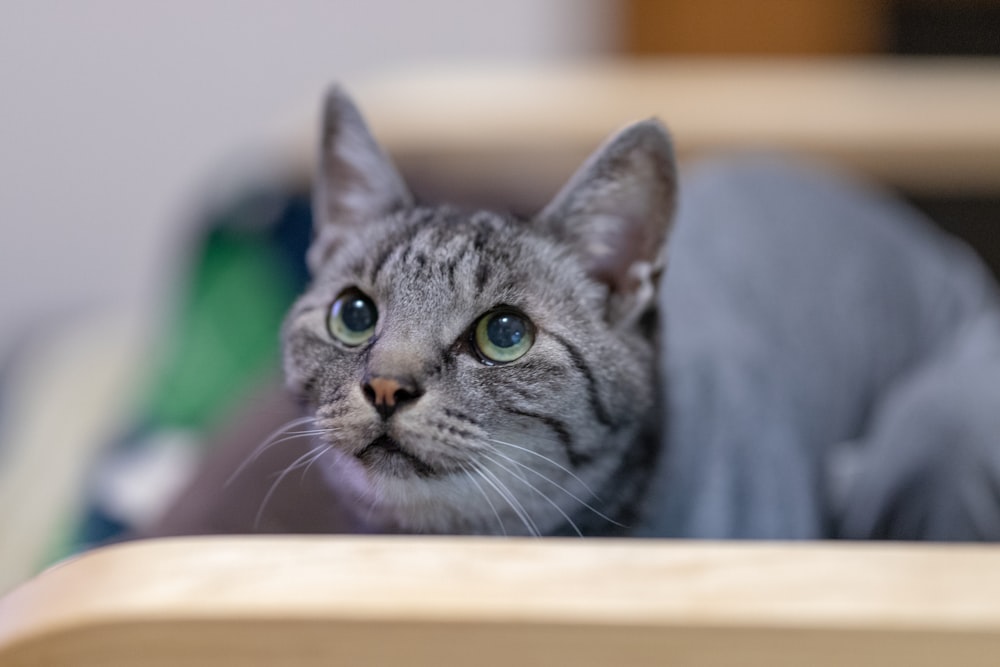 a gray cat with blue eyes sitting on a chair