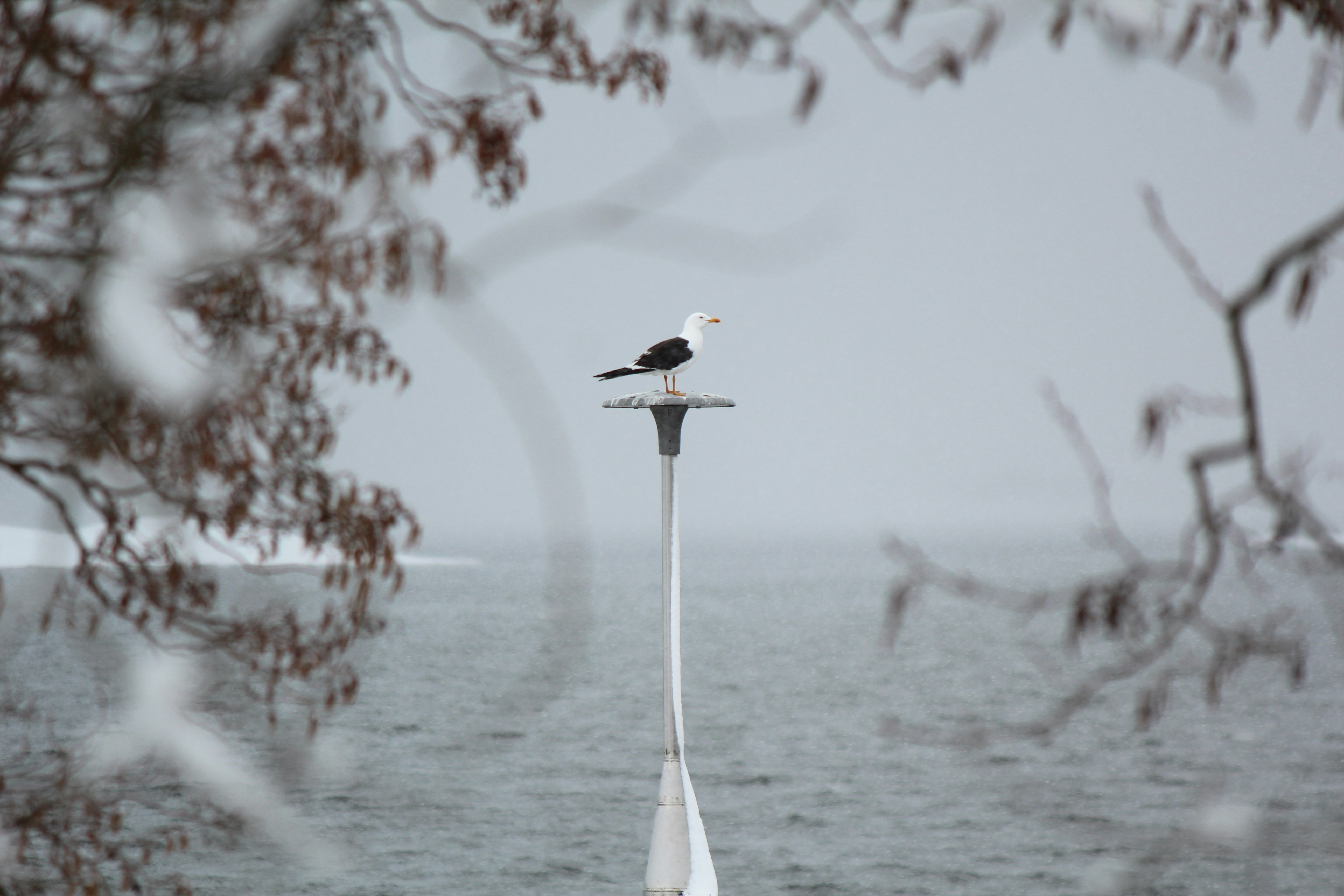 una gaviota sentada en lo alto de un poste de luz