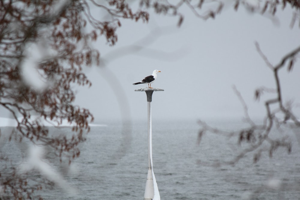 uma gaivota sentada em cima de um poste de luz