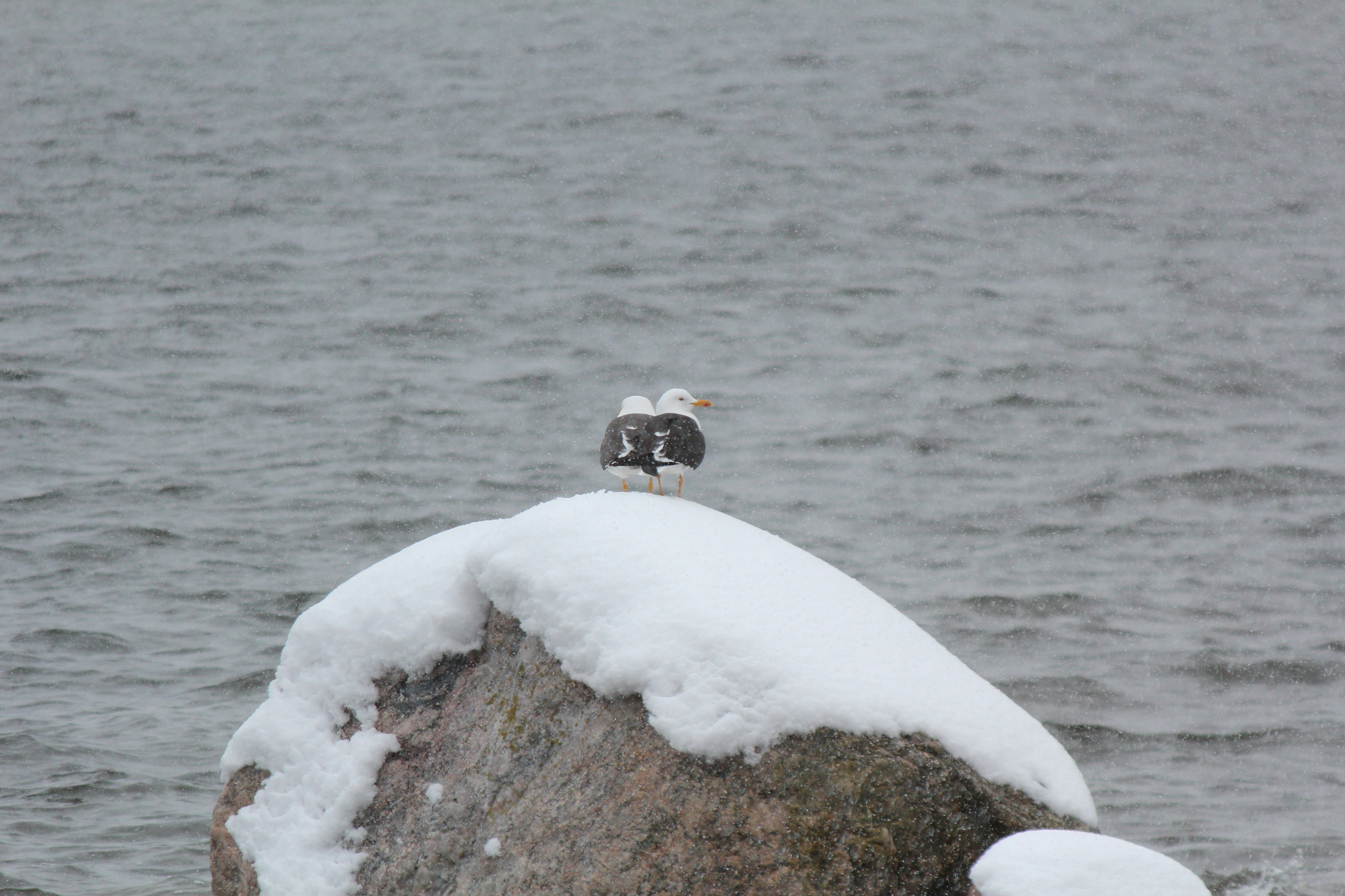 Dos gaviotas sentadas en lo alto de una roca en la nieve