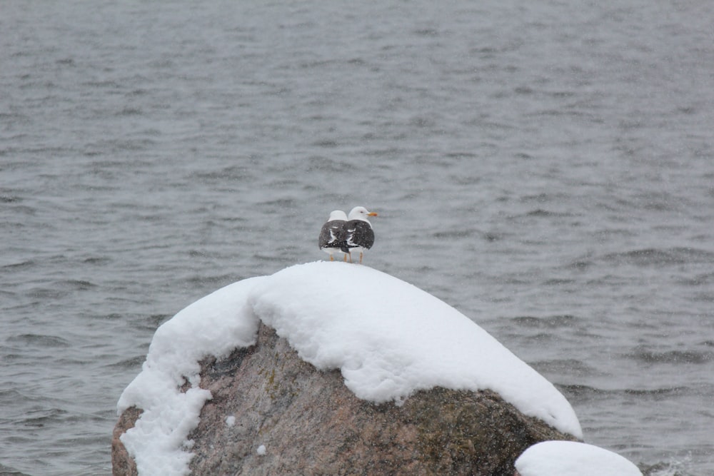 duas gaivotas sentadas em cima de uma rocha na neve