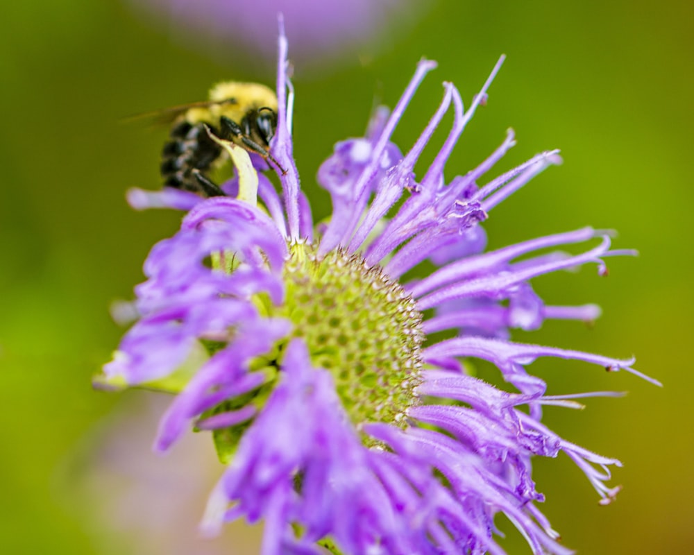 a bee is sitting on a purple flower