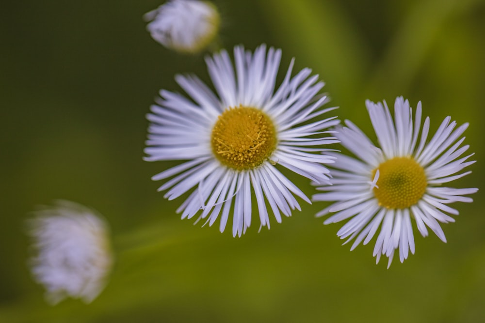three white daisies with yellow center surrounded by green leaves