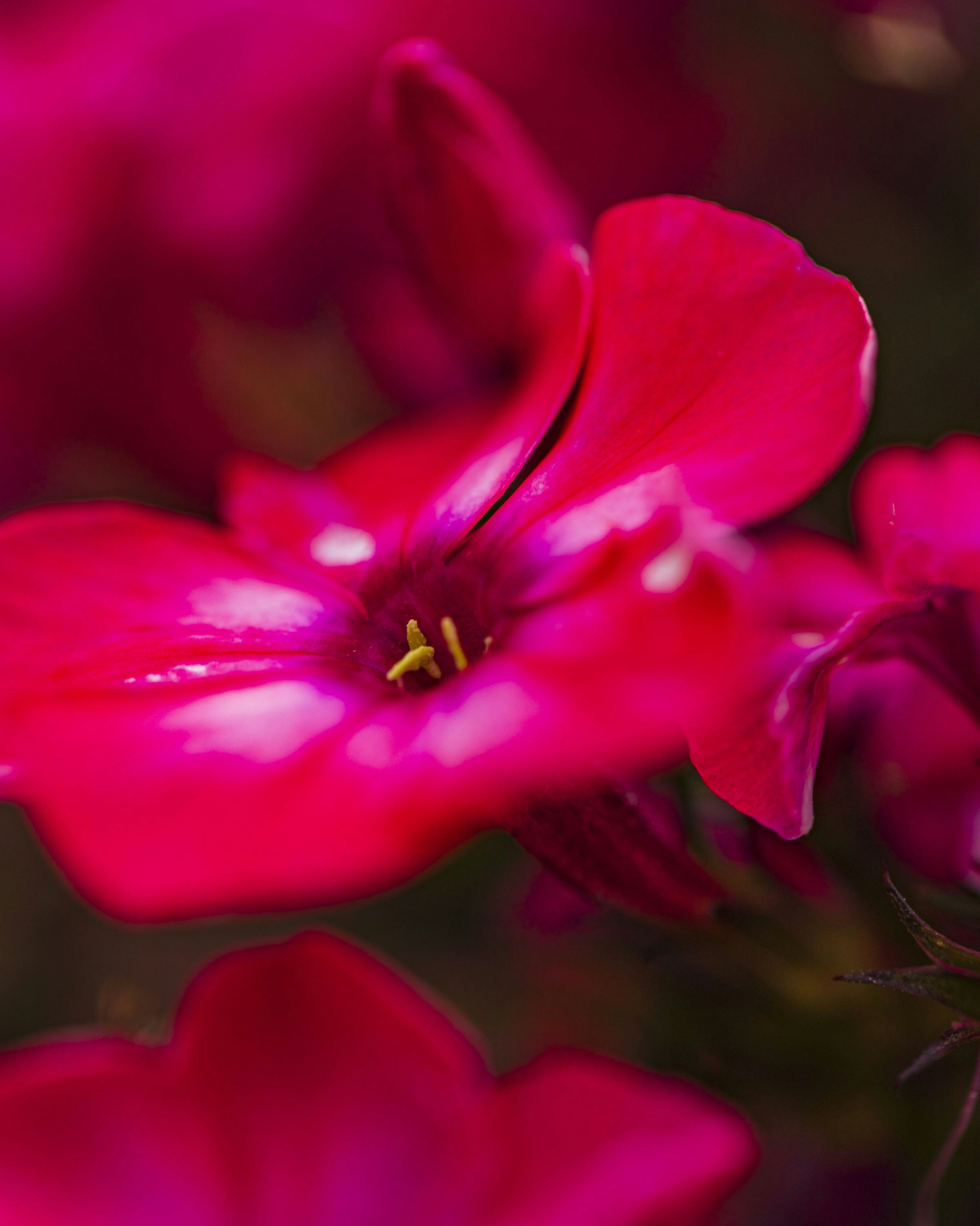 a bunch of pink flowers that are blooming