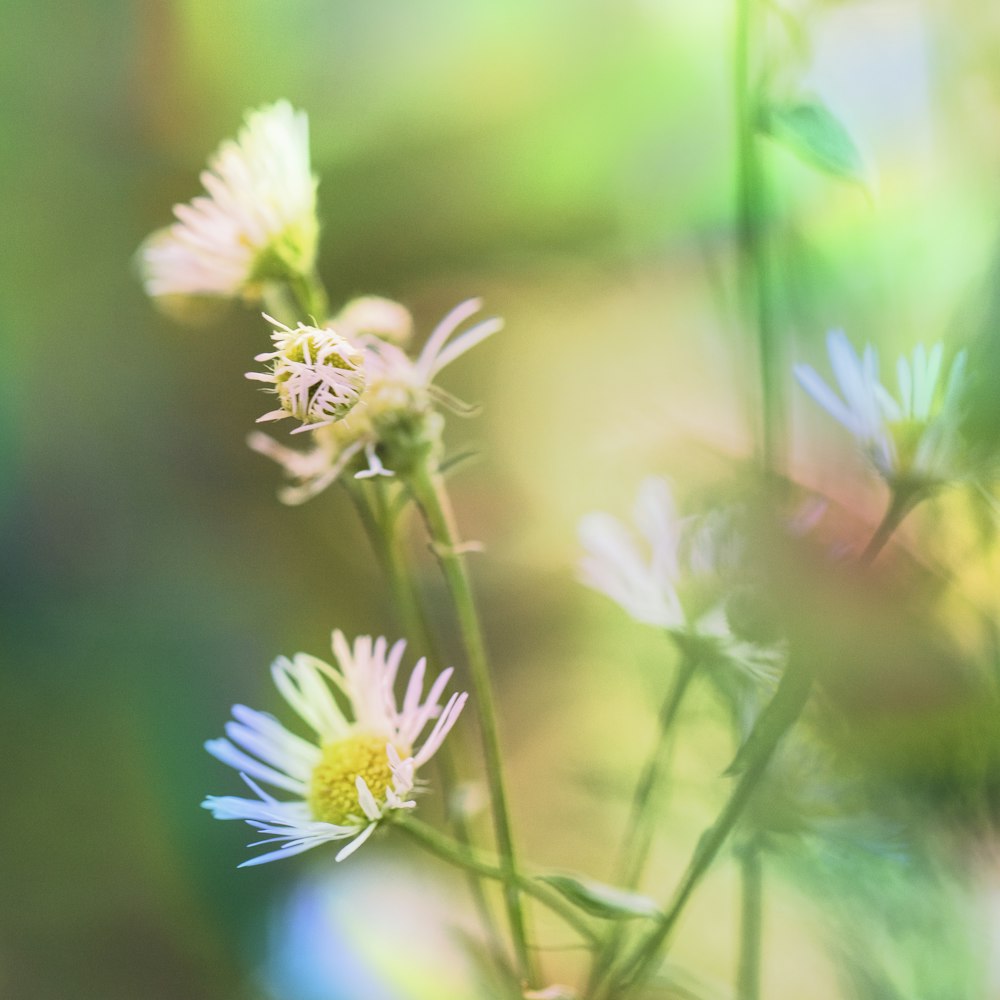 a close up of a flower with blurry background