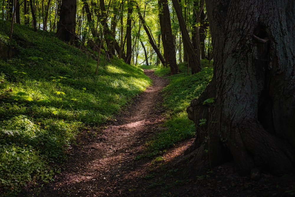 a path in the middle of a lush green forest