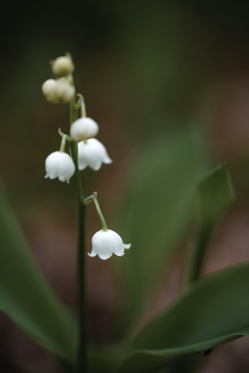 a close up of a plant with white flowers