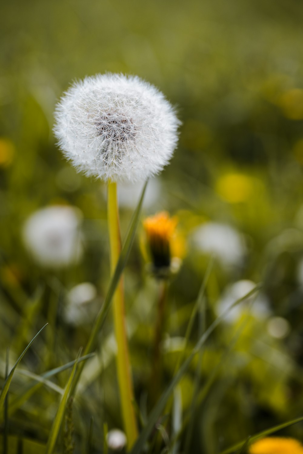 a close up of a dandelion in a field