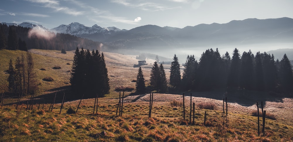 a grassy field with trees and mountains in the background