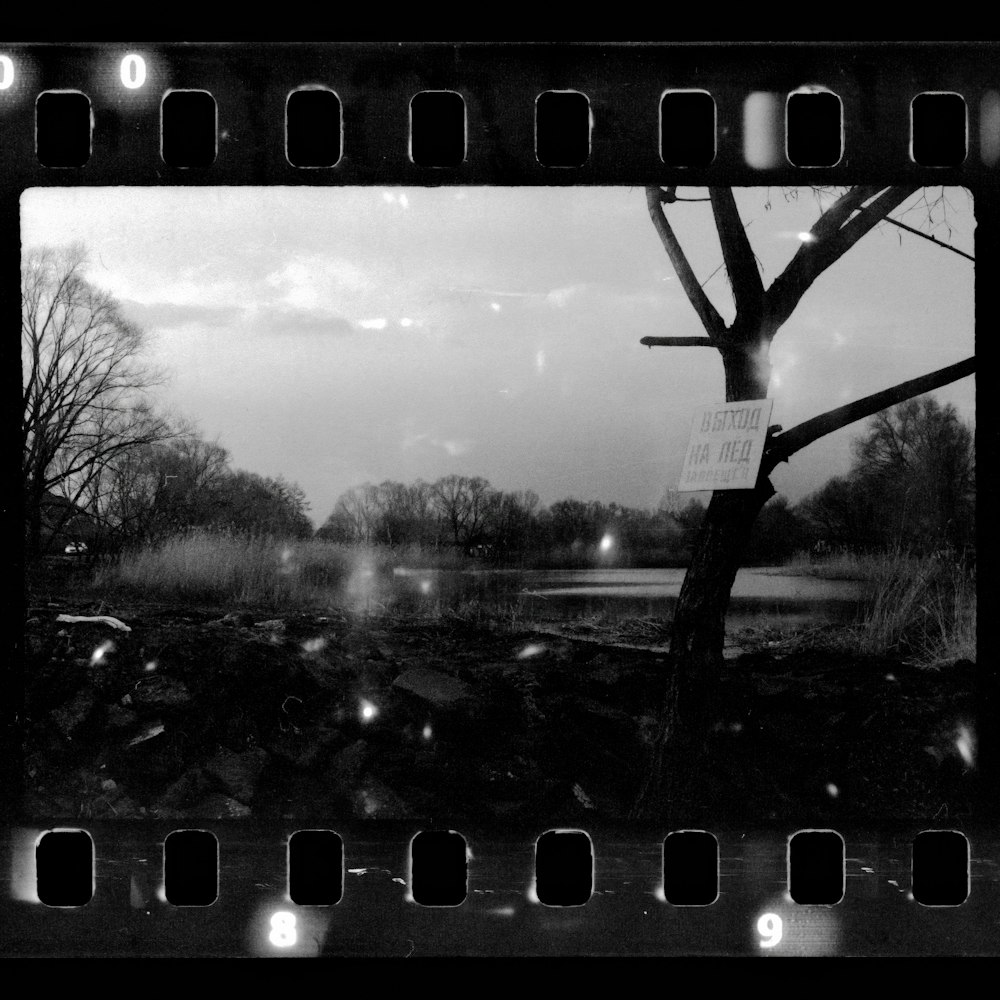 a black and white photo of a tree and water