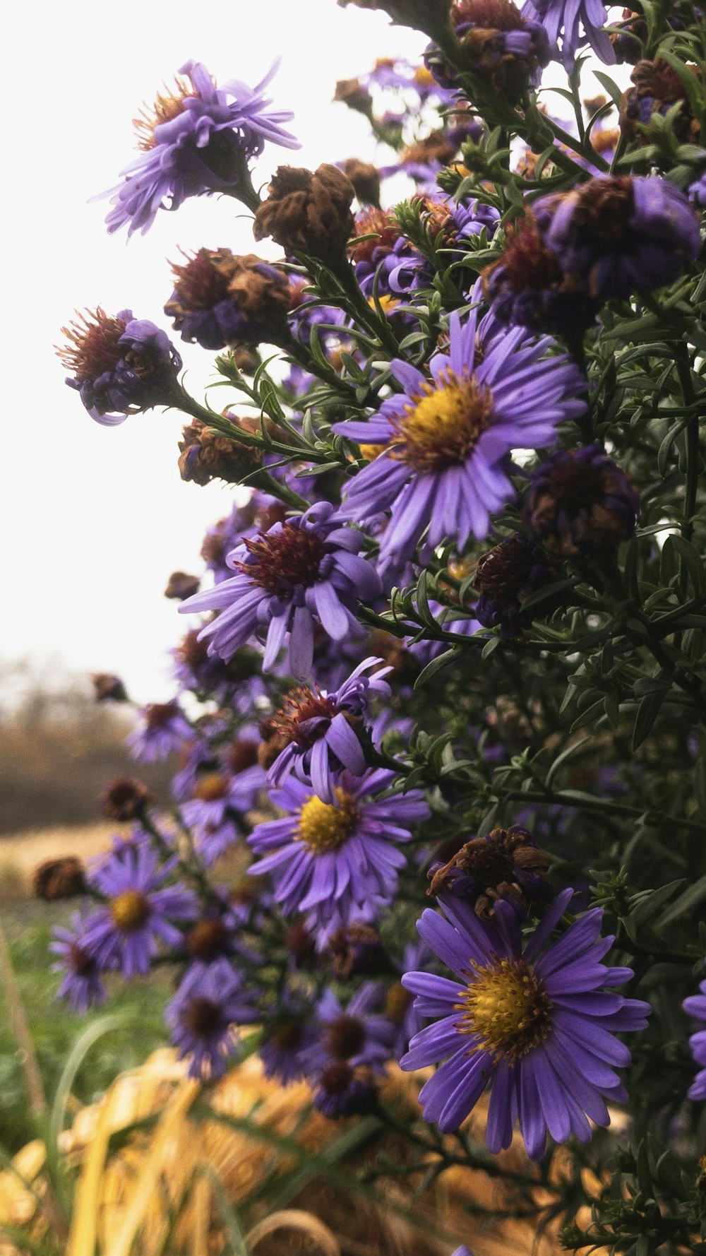 a bunch of purple flowers in a field