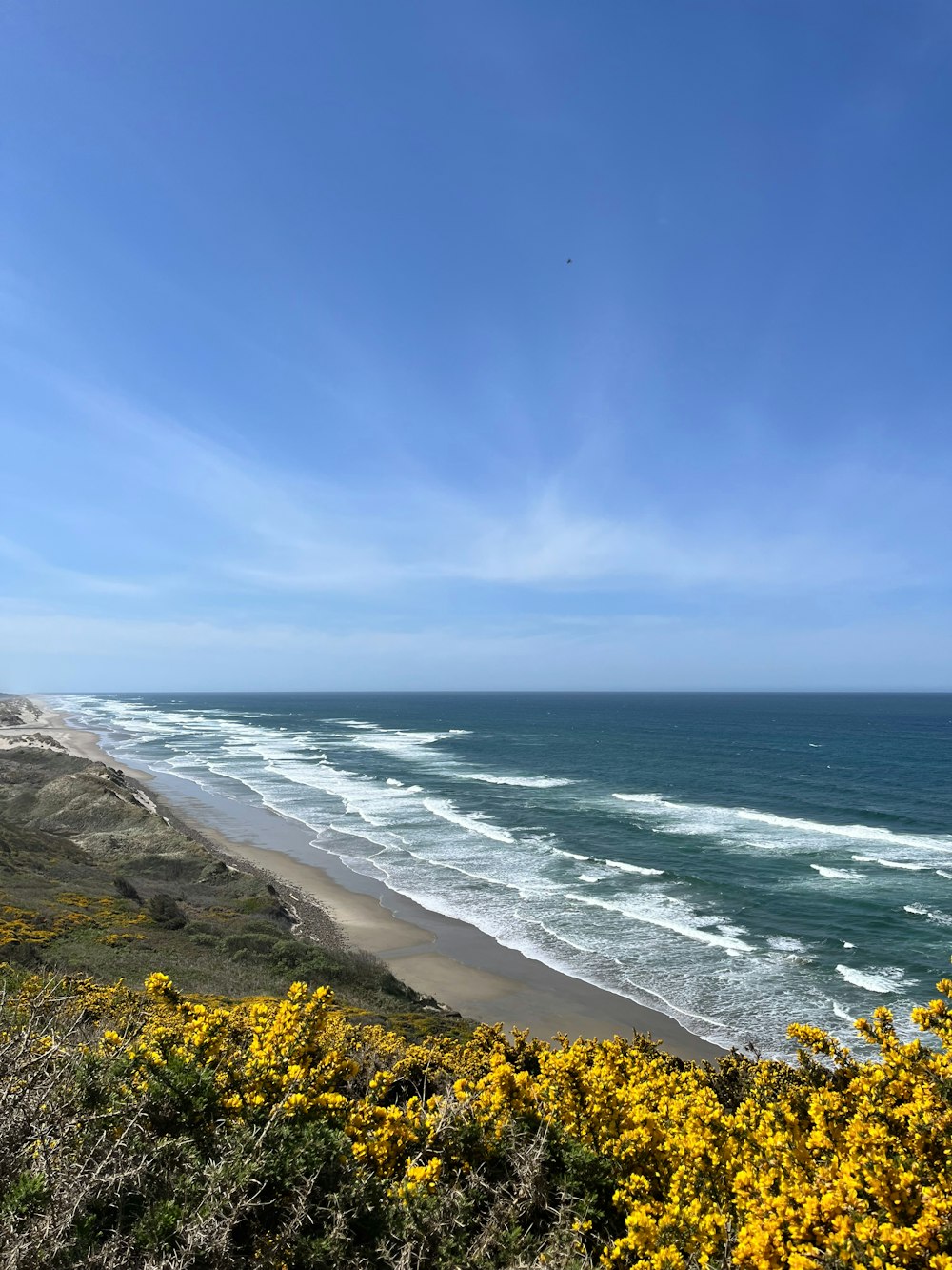 a view of a beach with yellow flowers in the foreground