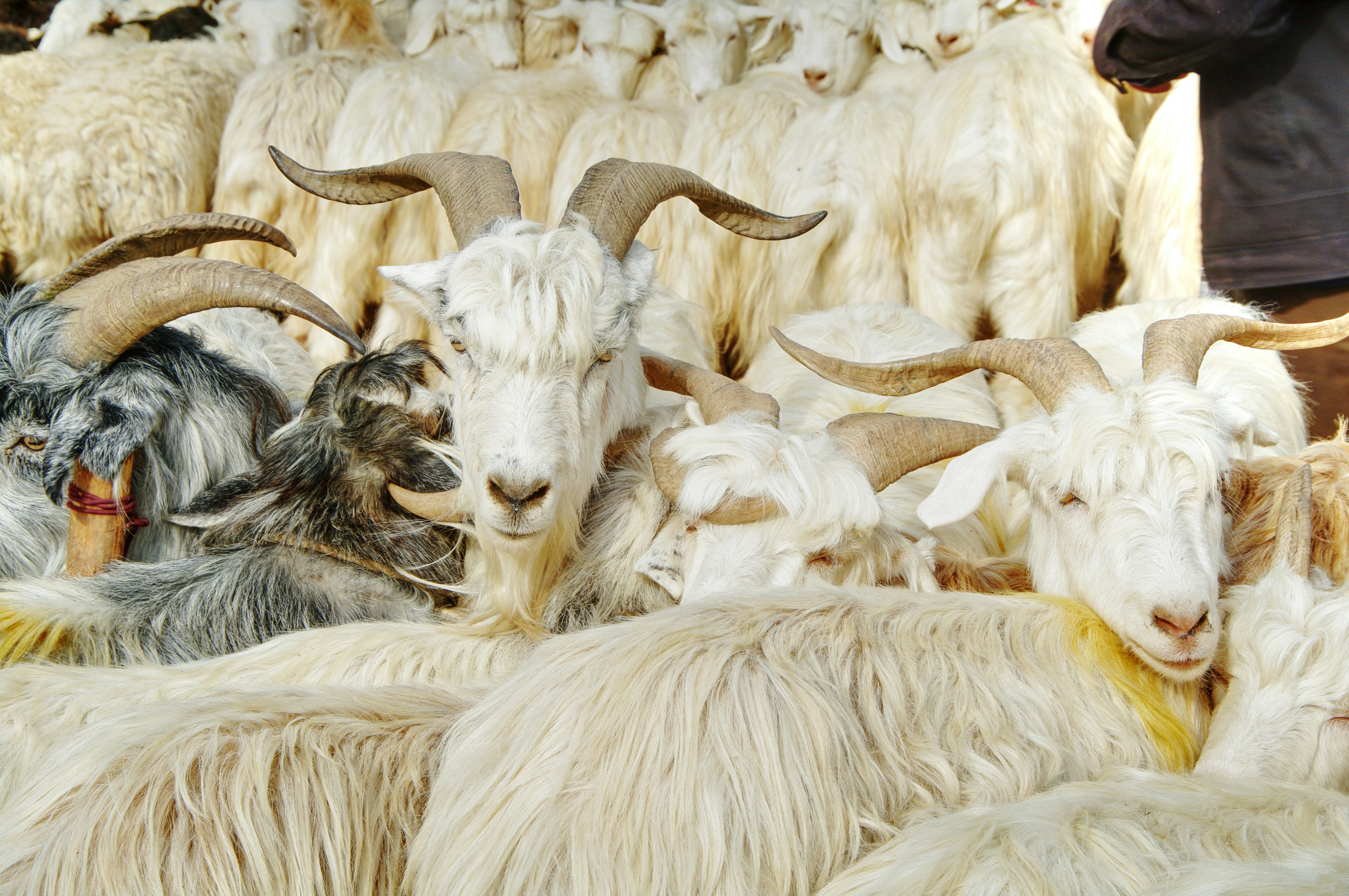 Local farmers, mostly of Uighur descent, gather to buy and sell livestock including sheep, goats, camels, horses and even camels.