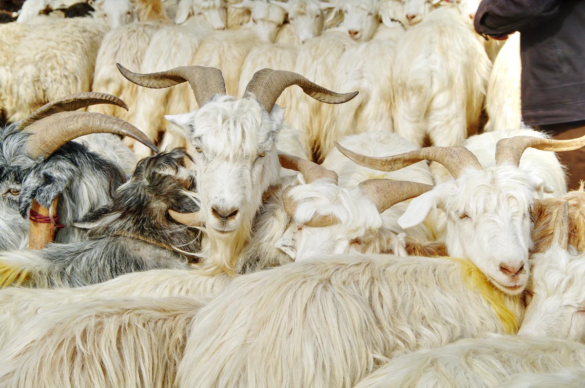 Suasana pasar hewan kurban tradisional dengan kawanan kambing dan kerumunan pembeli memilih hewan jelang Idul Adha