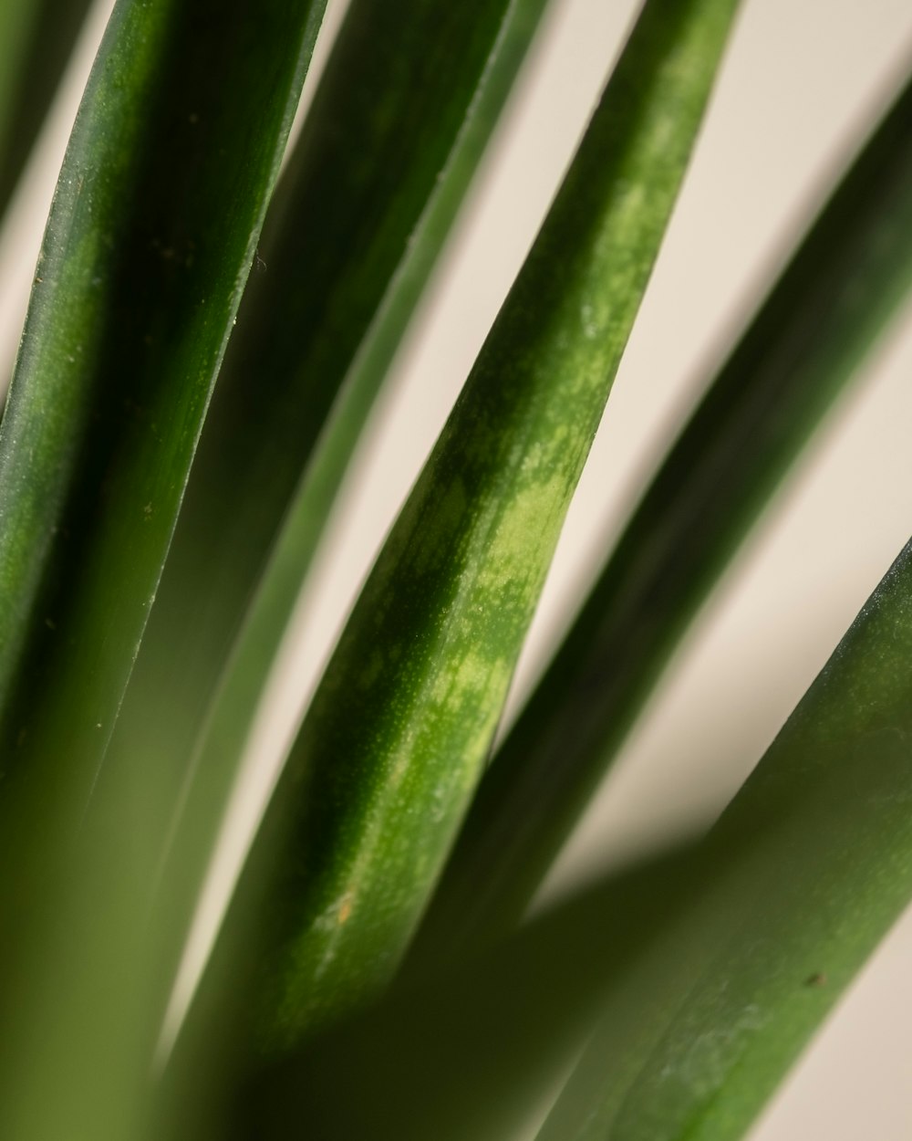 a close up of a green plant with long thin leaves