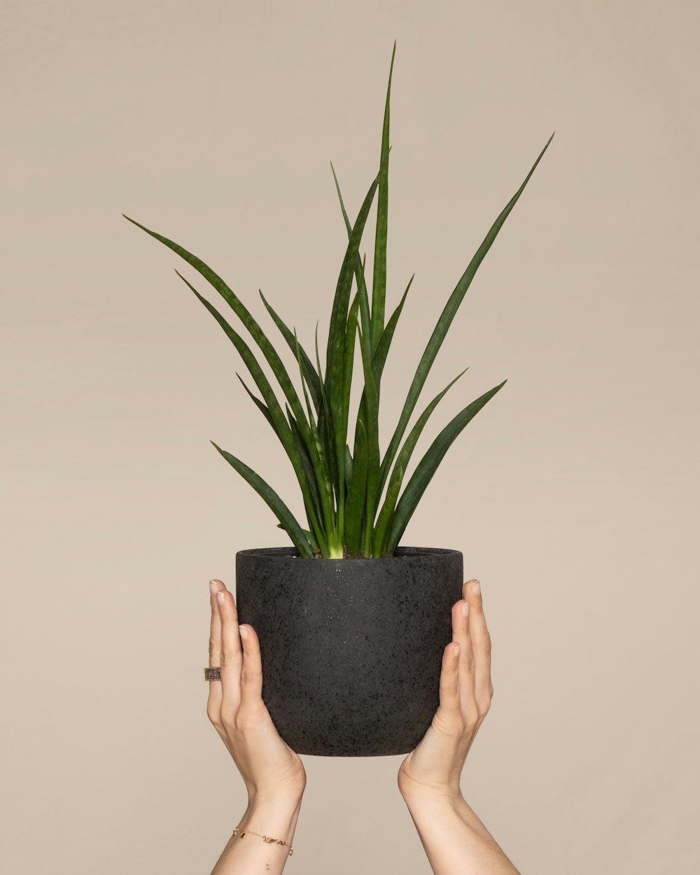 a person holding a plant in a black pot