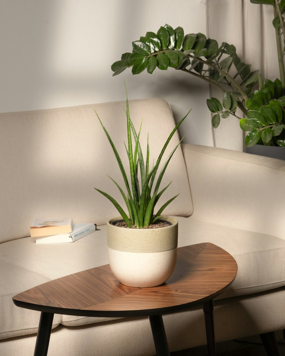 a potted plant sitting on a table in a living room