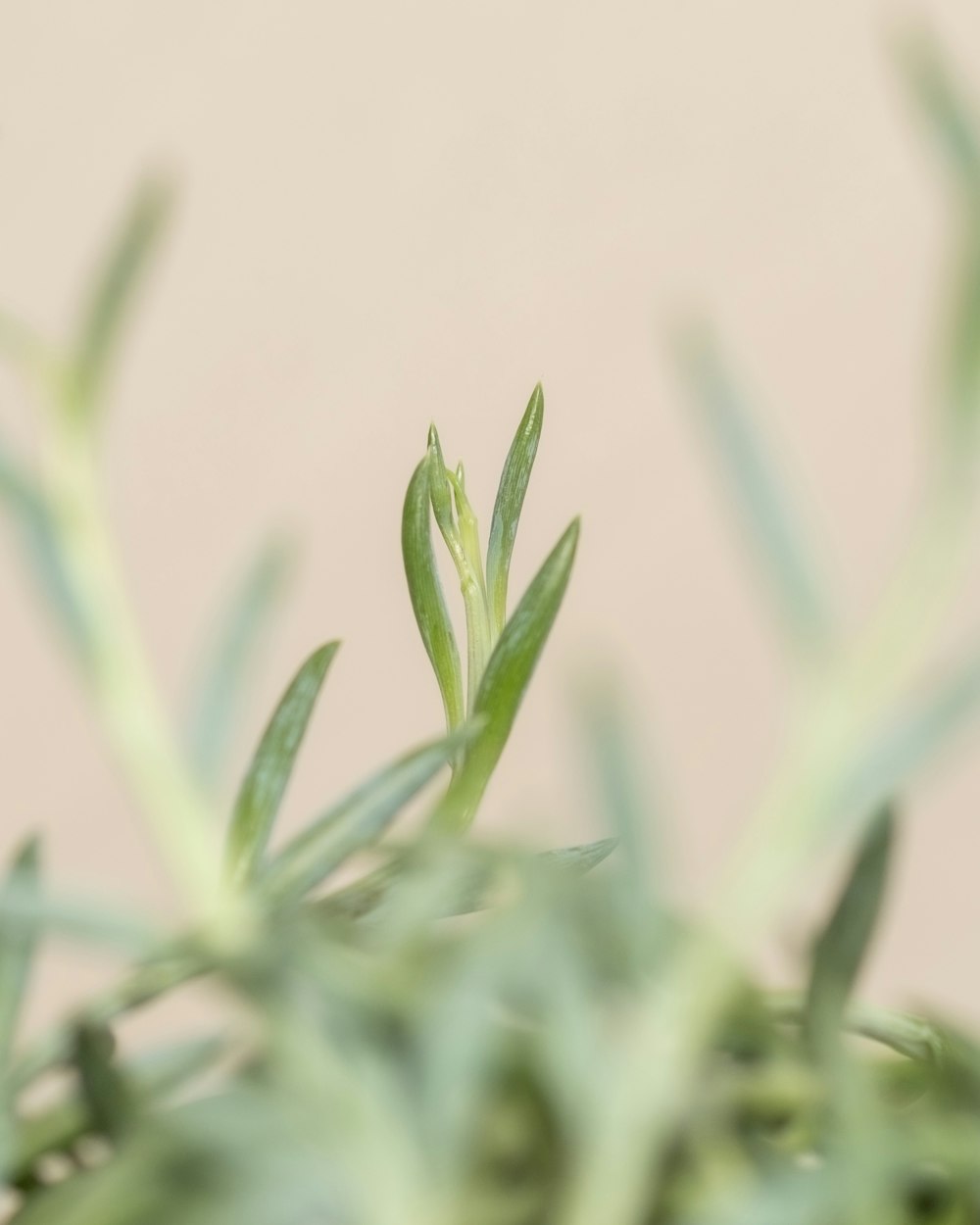 a close up of a green plant with leaves