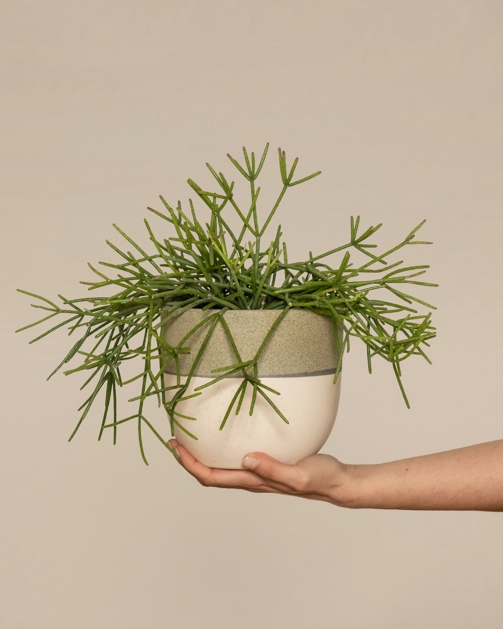 a person holding a potted plant in their hand