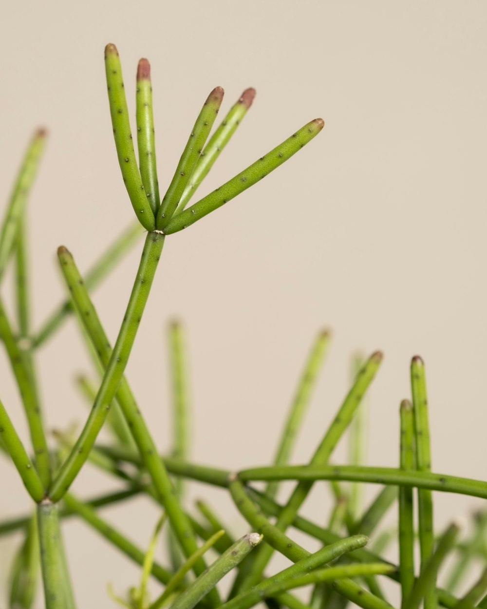 a close up of a plant with green stems