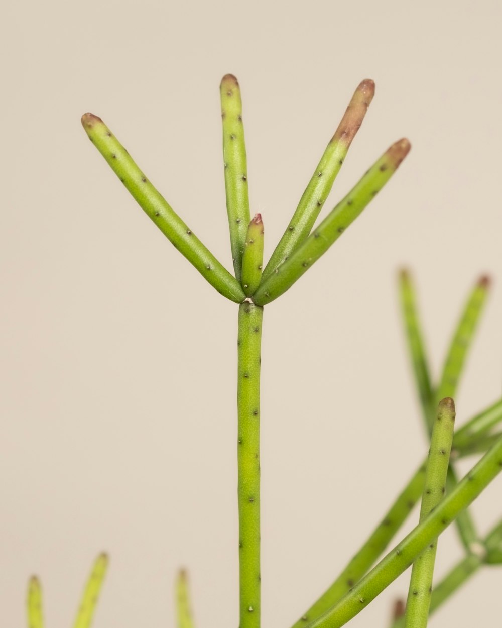 a close up of a green plant with small leaves