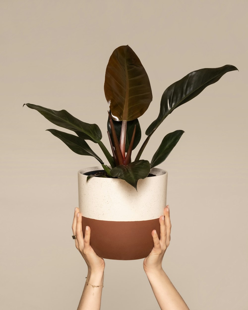 a person holding a potted plant up to their face