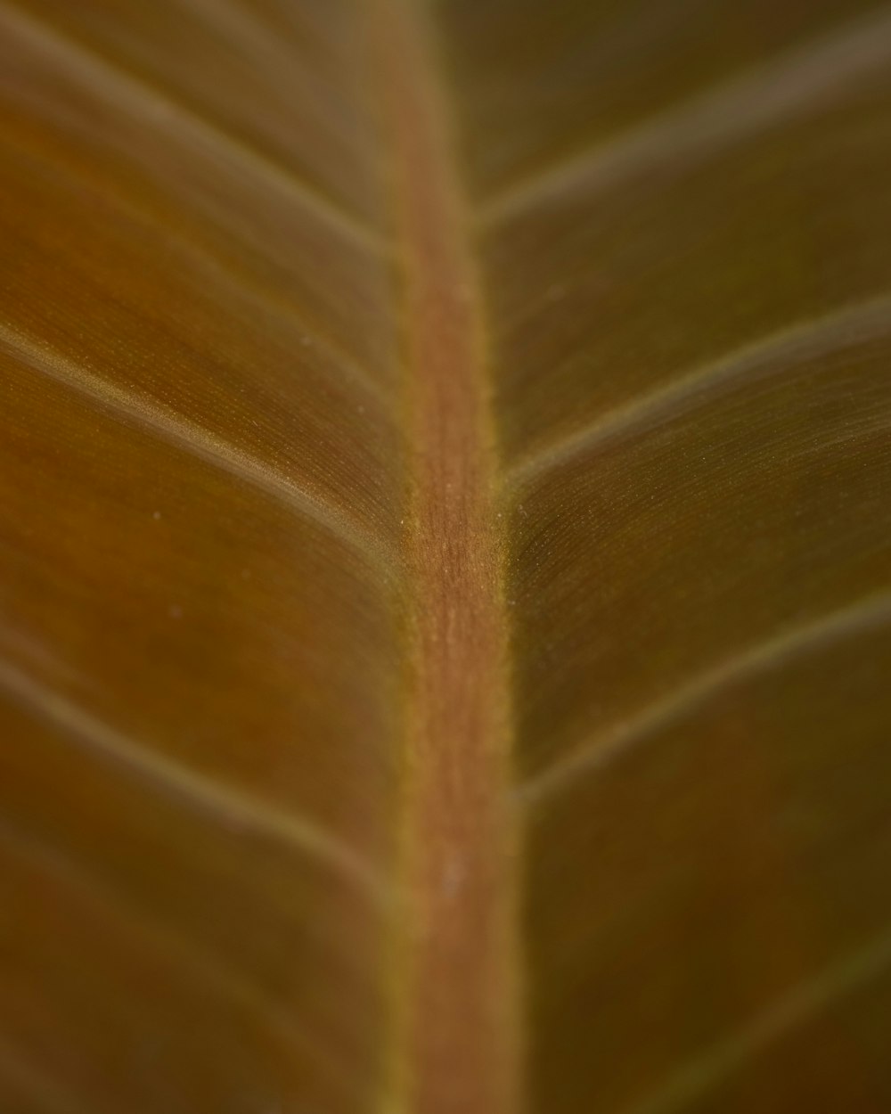 a close up of a leaf with a brown stripe