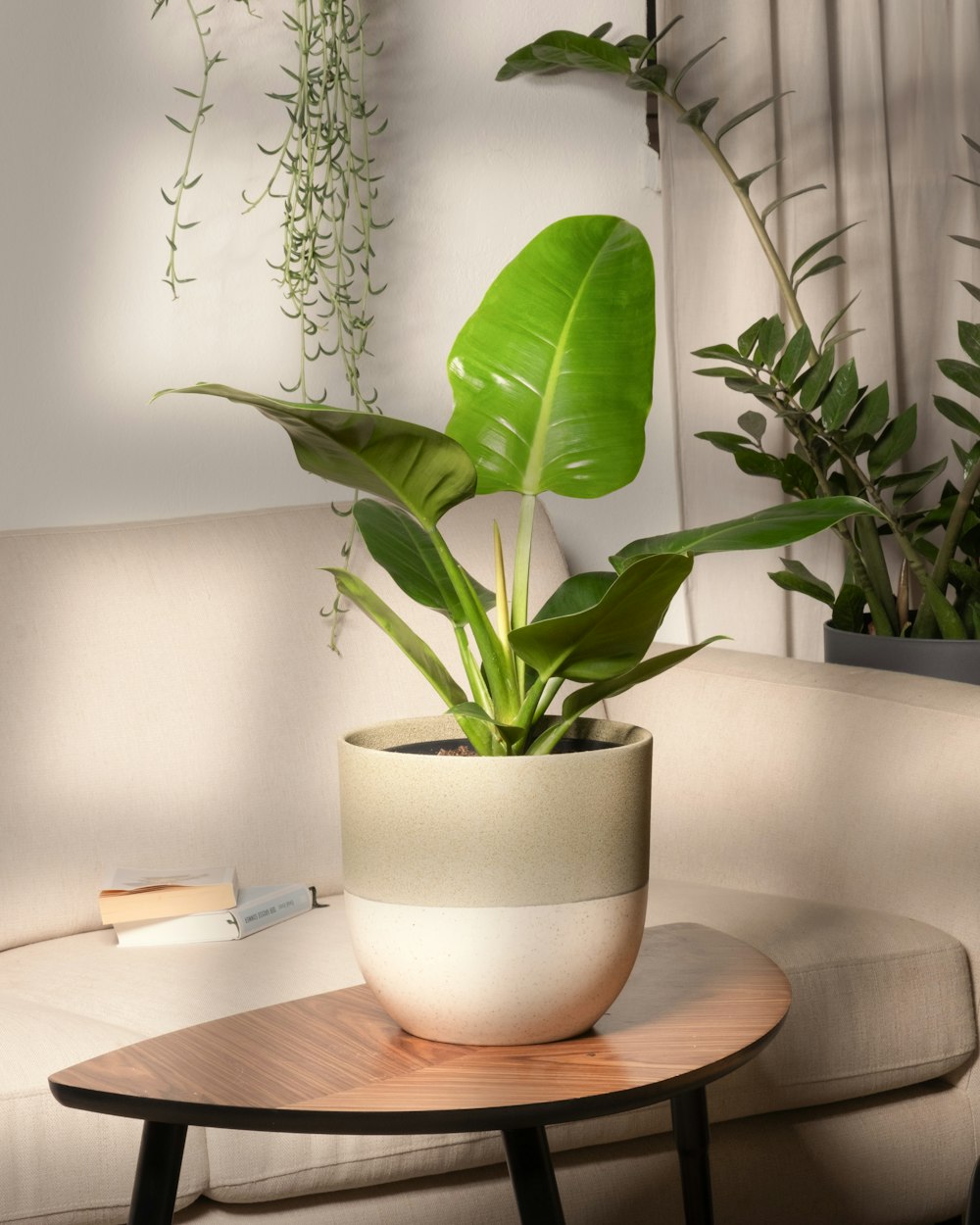 a potted plant on a table in a living room