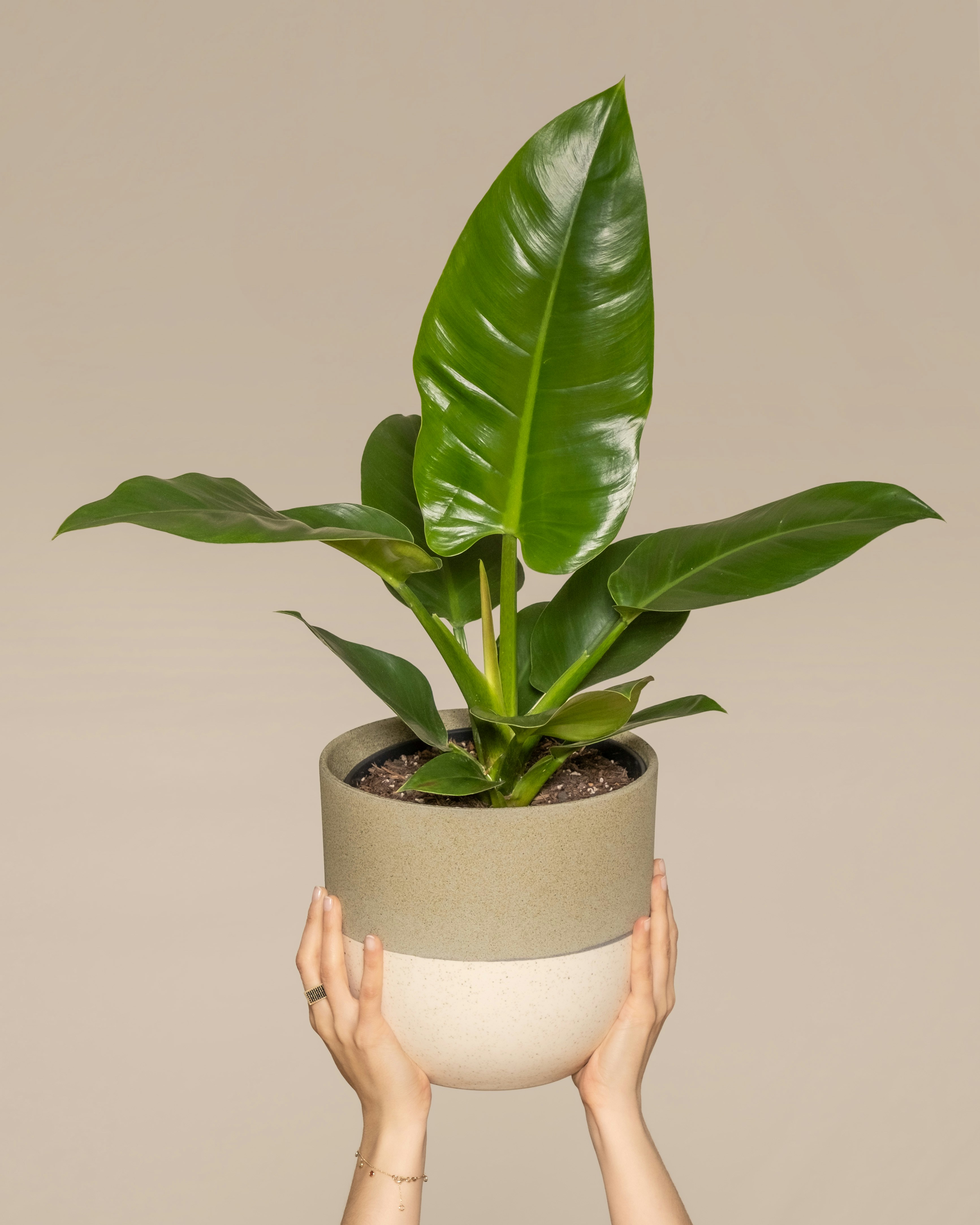 The Little Flower's image