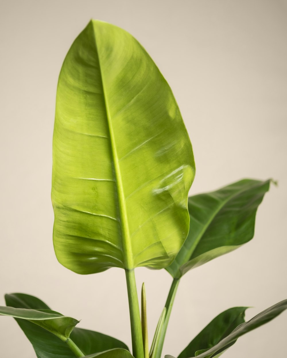 a green plant with large leaves in a vase