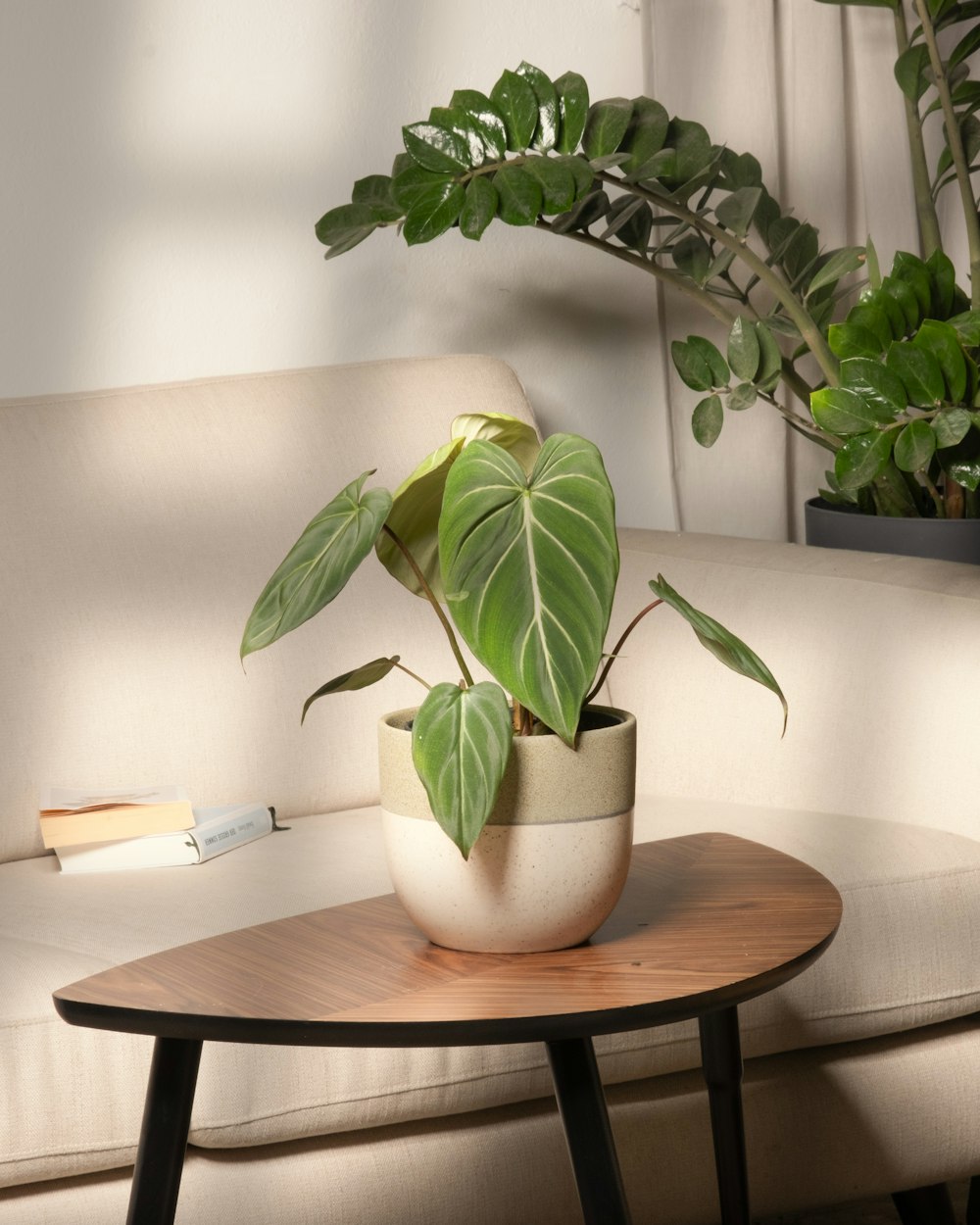 a potted plant on a table in a living room