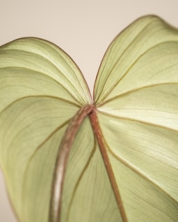 a close up of a large green leaf