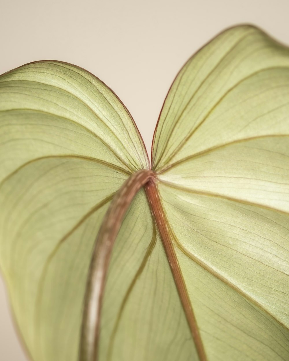 a close up of a large green leaf