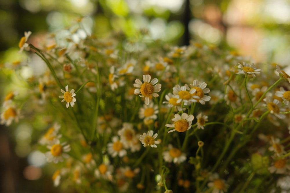 a close up of a bunch of daisies in a vase